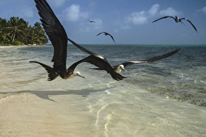 Images Dated 18th May 2015: Magnificent Frigatebird (Fregata magnificens), Halfmoon Caye, Lighthouse Reef Atoll