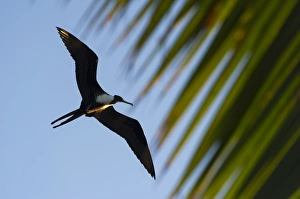 Images Dated 20th May 2015: Magnificent Frigatebird (Fregata magnificens), Halfmoon Caye, Lighthouse Reef Atoll
