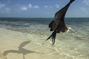 Images Dated 18th May 2015: Magnificent Frigatebird (Fregata magnificens), Halfmoon Caye, Lighthouse Reef Atoll