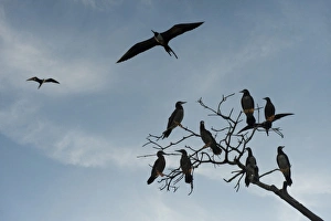 Magnificent Frigatebird (Fregata magnificens) &, Brown Booby (Sula leucogaster), Punta Allen
