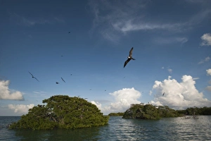 Magnificent Frigatebird (Fregata magnificens), Sian Ka an Biosphere Reserve, Quintana Roo