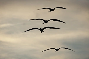 Images Dated 26th October 2009: Magnificent Frigatebird (Fregata magnificens), Sian Ka an Biosphere Reserve, Quintana Roo