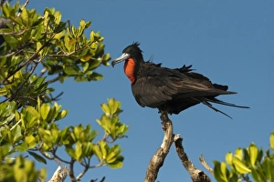 Images Dated 26th October 2009: Magnificent Frigatebird (Fregata magnificens), Sian Ka an Biosphere Reserve, Quintana Roo
