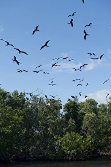 Images Dated 22nd December 2010: Magnificent Frigatebird (Fregata magnificens). Man O War Cay, Belize, Central America