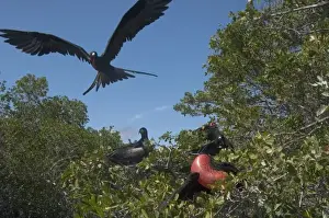 Images Dated 7th September 2008: Magnificent Frigatebird (Fregata magnificens) Isabela Island. Galapagos Islands, Ecuador