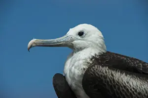 Images Dated 13th December 2014: Magnificent Frigatebird (Fregata magnificens) Juvenile GALAPAGOS ISLANDS