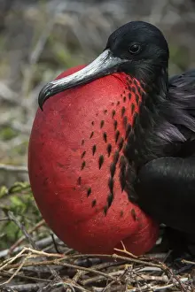 Magnificent Frigatebird (Fregata magnificens) Male with pouch inflated