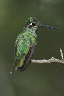 Molting Prints: Magnificent Hummingbird, Eugenes fulgens
