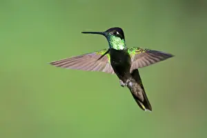 Images Dated 23rd March 2015: The magnificent hummingbird (Eugenes fulgens) is a large hummingbird found in the SW of the USA