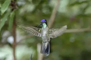 Humming Bird Prints: Magnificent Hummingbird, San Gerardo de Dota Cloud Forest, Costa Rica