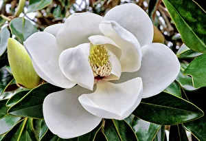 Magnolia Prints: Magnificent magnolia
