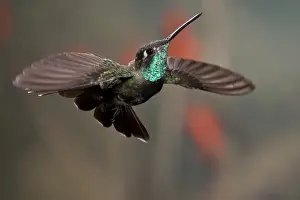 Images Dated 3rd May 2007: Magnificent (Rivoli s) Hummingbird Eugenes fulgens Southern Arizona