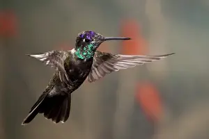 Humming Bird Prints: Magnificent (Rivoli s) Hummingbird Eugenes fulgens Southern Arizona