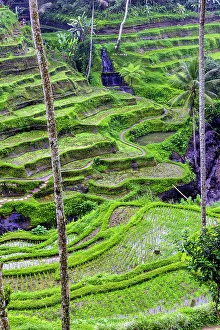 Images Dated 5th January 2023: The magnificent Tegallalang Rice Terraces viewed from above in a forest of palm trees