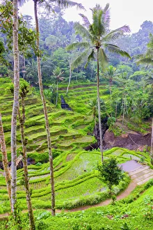 Ubud Prints: The magnificent Tegallalang Rice Terraces viewed from above in a forest of palm trees