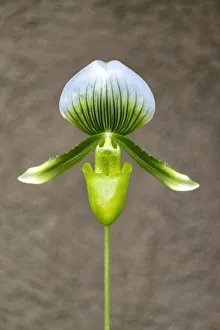 Stem Prints: Magnificum orchid