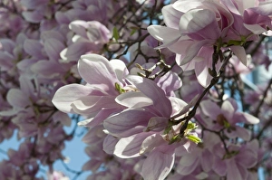 Magnolia Prints: Magnolia blossoms in springtime against a blue sky