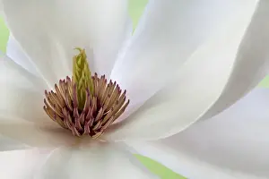 Magnolia Prints: Detail of magnolia flower. Credit as: Don Paulson / Jaynes Gallery / DanitaDelimont