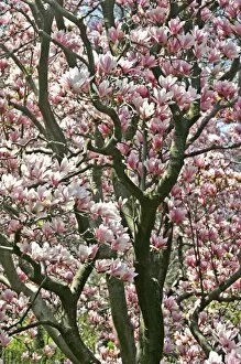 Magnolia tree in bloom Central Park New York City