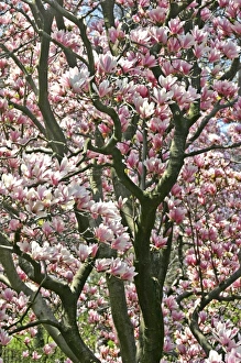 Images Dated 1st January 1980: Magnolia tree in bloom Central Park New York City