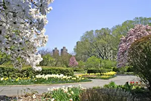 New York City Prints: Magnolia trees in bloom Conservatory Garden Central Park New York City