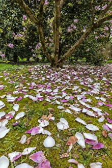 Images Dated 2nd April 2016: Magnolia trees flowering in spring at the Arboretum in Seattle, Washington, USA