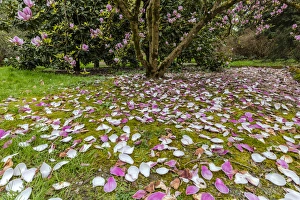 Images Dated 2nd April 2016: Magnolia trees flowering in spring at the Arboretum in Seattle, Washington, USA