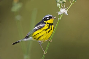 Magnolia Warbler (Dendroica magnolia) male eating thistle seeds, spring, Texas