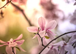 Magnolias in morning light in Comstock Park, Michigan