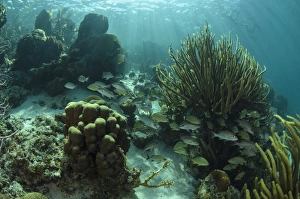 Barrier Prints: Mahogany Snapper (Lutjanus mahogoni) & grunts, Hol Chan Marine Reserve near Ambergris Caye