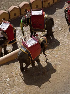 Saddle Prints: Mahout with tourist riding on elephant in Jaipur, Rajasthan, India