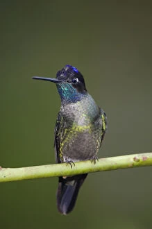 Images Dated 17th December 2006: MAHU, 037, Rolf N, Magnificent Hummingbird