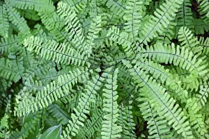 Images Dated 2022: Maidenhair fern