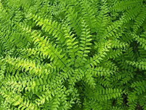 Images Dated 20th February 2019: Maidenhair fern, Adiantum pedatum, a perennial