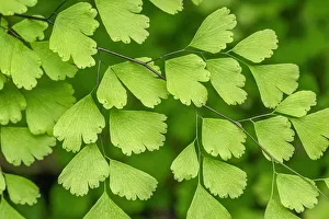 Images Dated 22nd January 2021: Maidenhead Fern