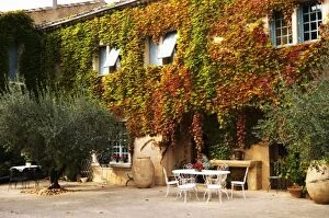 The main building covered with vine with olive trees, garden furniture. Chateau de Beaucastel