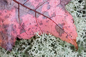 Images Dated 11th October 2005: Maine, Acadia NP, Fall leaf on reindeer moss on forrest floor