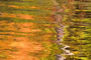 Maine. Acadia NP, Refections of fall foliage and birch tree in pond
