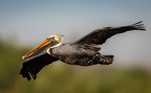 Images Dated 2025: A majestic brown pelican glides across the sky