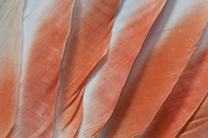 Major Mitchell Cockatoo wing feathers
