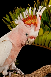 Images Dated 25th July 2009: Major Mitchells Cockatoo, Lophochroa leadbeateri, Native to Australia