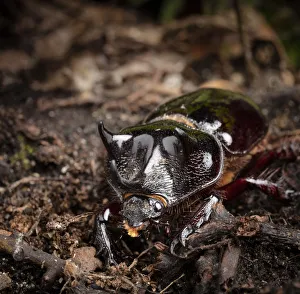 Images Dated 19th August 2015: Major Ox, Elephant, or Hercules beetle showing horns, Strategus aloeus, wild, Florida