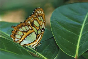 Malachite Butterfly