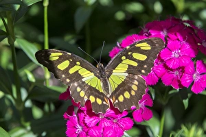 Daylight Prints: Malachite butterfly, pink Dianthus, garden, USA