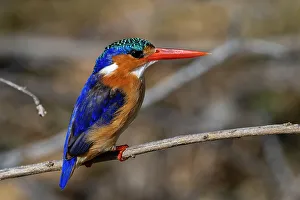 Perching Prints: A malachite kingfisher, Alcedo cristata. Moremi Game Reserve, Okavango Delta, Botswana
