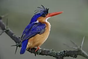 Images Dated 12th November 2005: Malachite Kingfisher, Alcedo cristata, Lake Nakuru National Park, Kenya