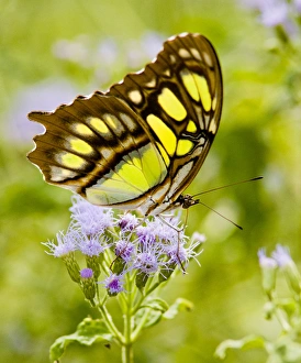 Hidalgo County Prints: Malachite (Siproeta stelenes) butterfly nectaring on mist flower, Falcon State Park