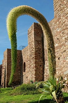 Agave Prints: Malaga, Spain. Ancient Alcazaba in Malaga which was built by the Moors