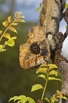 Images Dated 4th January 2008: Malagasy Giant Madagascar or Oustalets Chameleon (Furcifer oustaleti), Montagne
