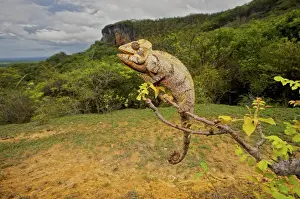 Madagascar Prints: Malagasy Giant Madagascar or Oustalets Chameleon (Furcifer oustaleti), Montagne